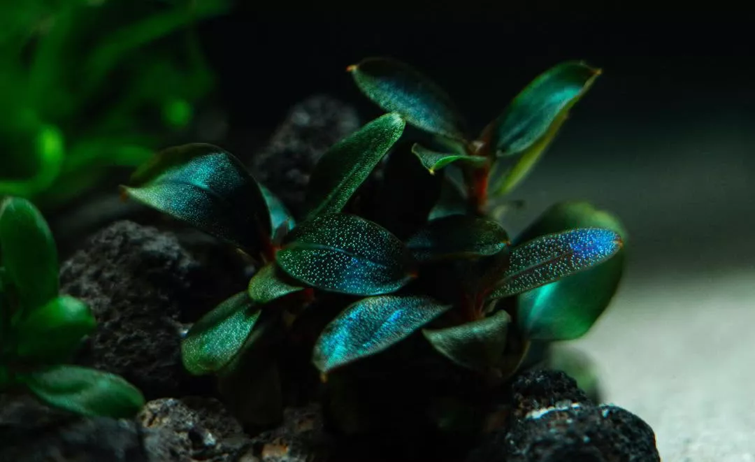 Bucephalandra sordidula