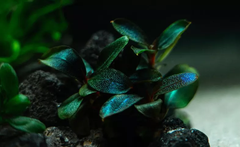 Bucephalandra sordidula 'Blue'