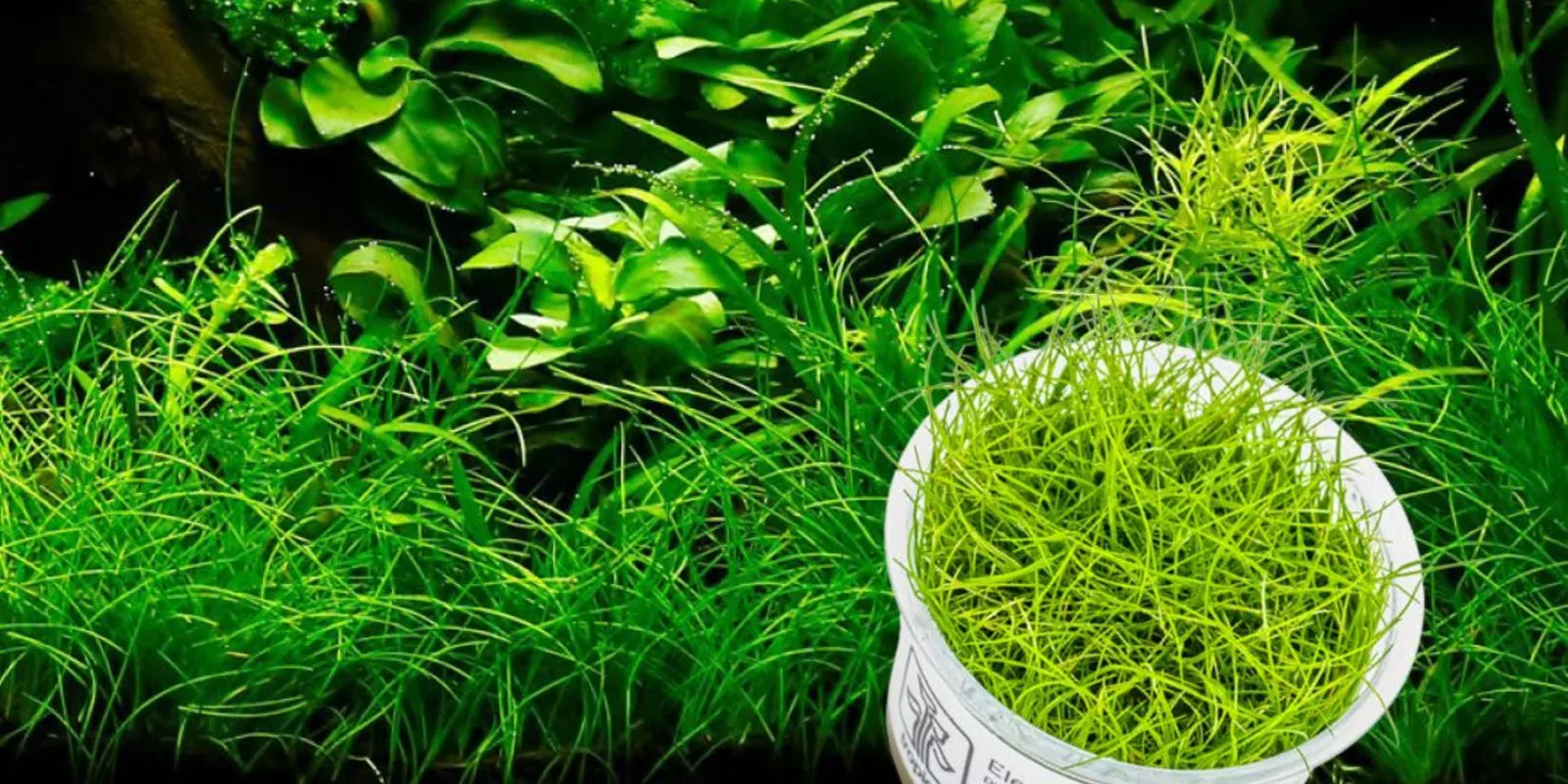 Eleocharis pusilla mini - roślina na trawniczek w akwarium
