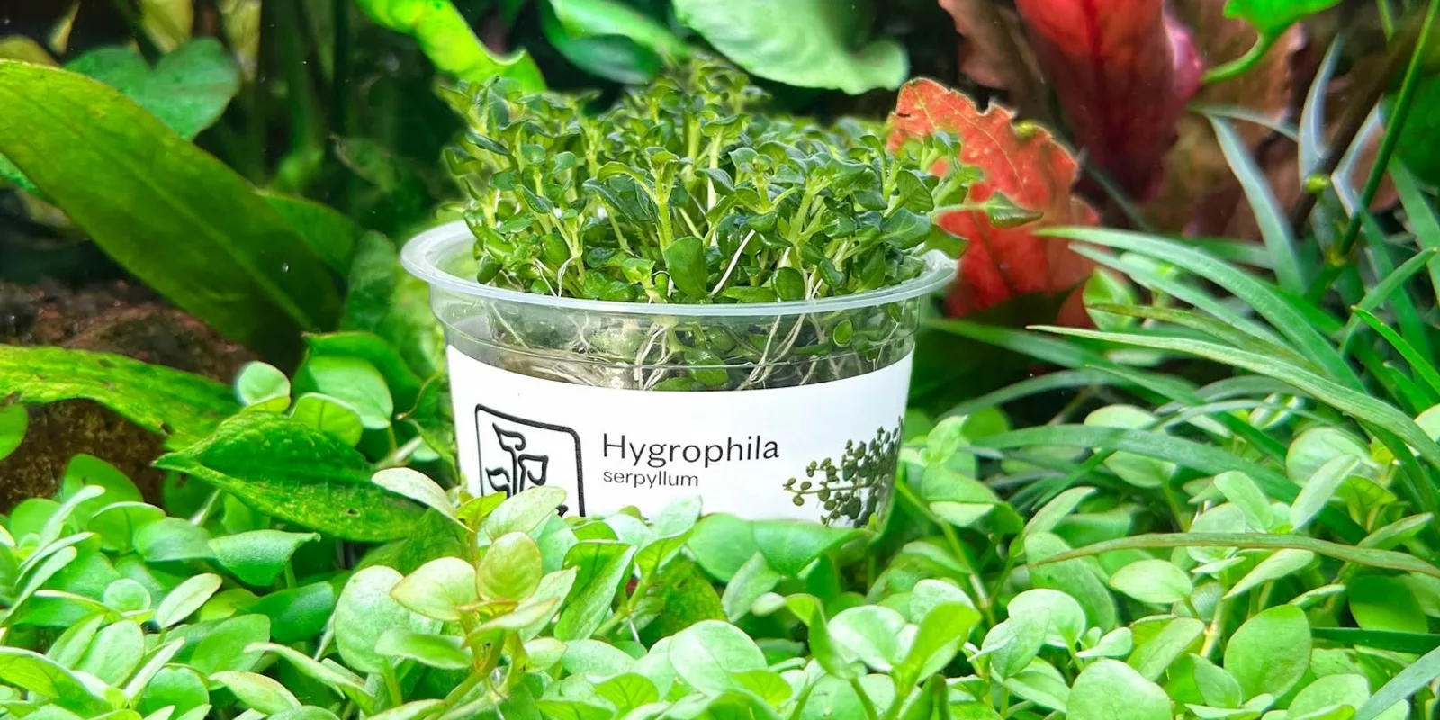 Hygrophila serpyllum - płłożąca roślina akwariowa