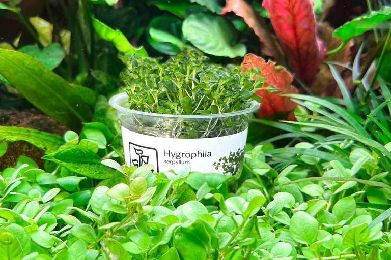 Hygrophila serpyllum - płłożąca roślina akwariowa