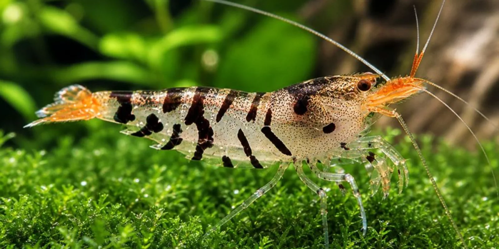 Pokarmy Tropical SHRIMP-UP