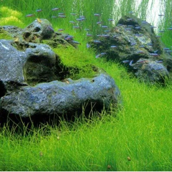Eleocharis acicularis i inne gatunki ponikła w akwarium