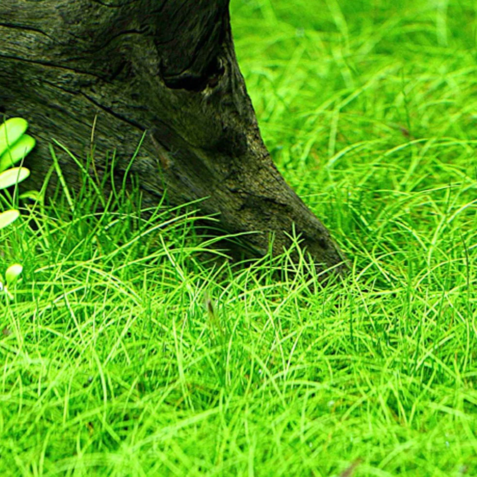 Eleocharis pusilla - kar�owata odmiana ponik�a