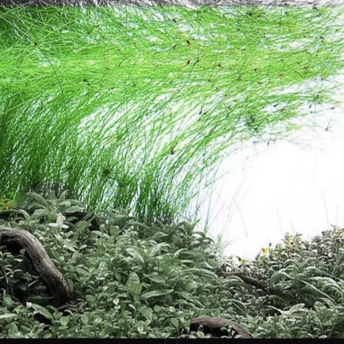 Eleocharis vivipara - wysokie ponik�o na t�o akwarium
