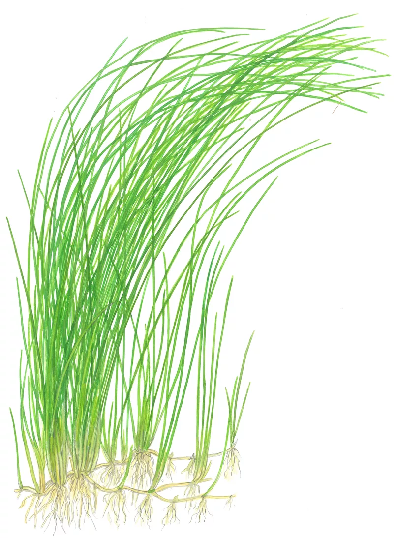 Eleocharis montevidensis - sztywne wysokie �d�b�a na t�o akwarium