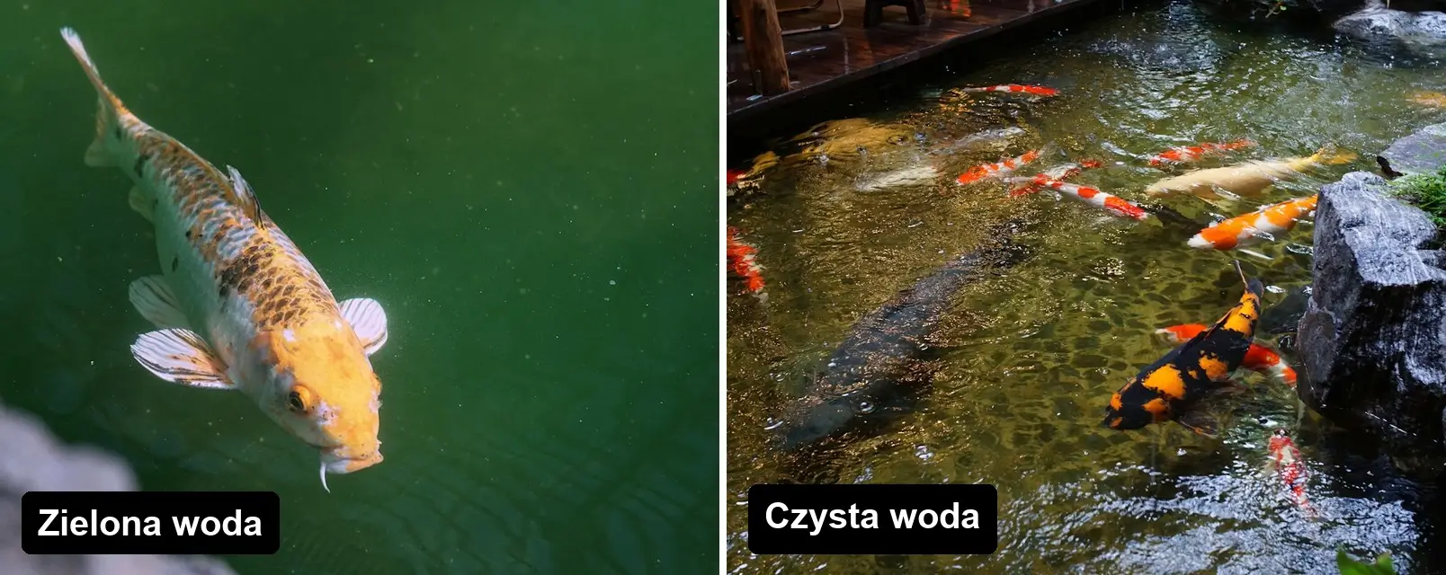 Por�wnanie zielonej i czystej wody w oczku wodnym z karpiami koi