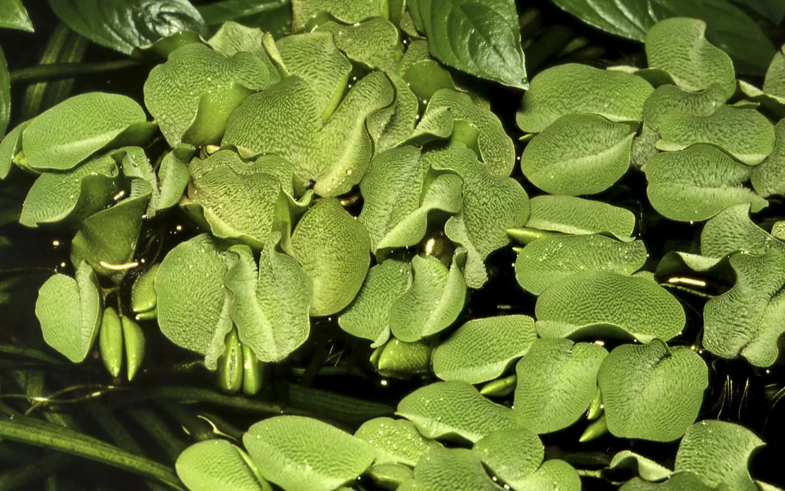 Salvinia auriculata - salwinia uszkowata, ro�lina p�ywaj�ca do akwarium