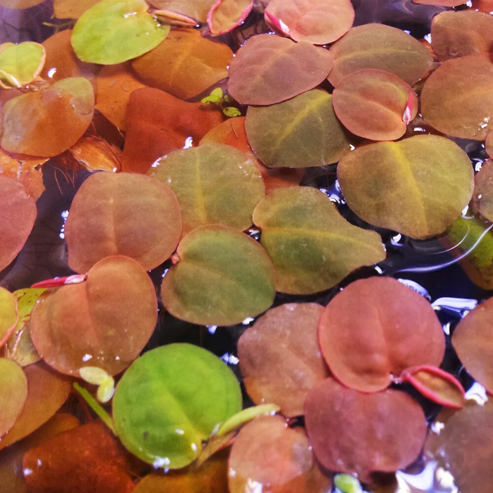 Phyllanthus fluitans - czerwona ro�lina p�ywaj�ca w akwarium