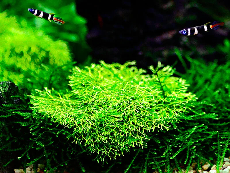 Riccia fluitans - wg��bka wodna w akwarium