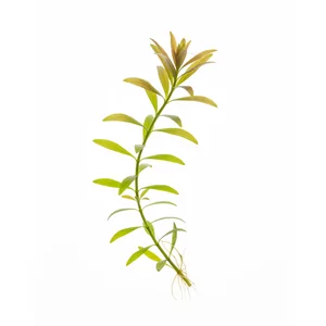 Hygrophila polysperma - Hygrophila polysperma, znana w polskich sklepach jako hygrofila wielonasienna, to jedna z najbardziej niezawodnych ro�lin akwariowych, szczeg�lnie polecana do pierwszego obsadzenia nowego akwarium. Ta �odygowa ro�lina akwariowa z rodziny akantowatych ro�nie szybko, znosi szeroki...