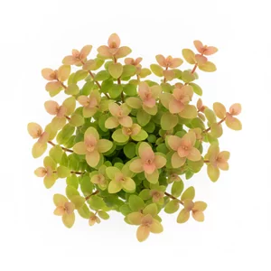Rotala rotundifolia - Rotala rotundifolia, czyli rotala okr�g�olistna, to jedna z najpopularniejszych ro�lin akwariowych �odygowych - �atwa, szybko rosn�ca i bardzo dekoracyjna, szczeg�lnie w czerwonych odmianach. Ta ro�lina akwariowa dobrze znosi wahania parametr�w wody, dlatego sprawdza si� zar�wno u pocz�tk...