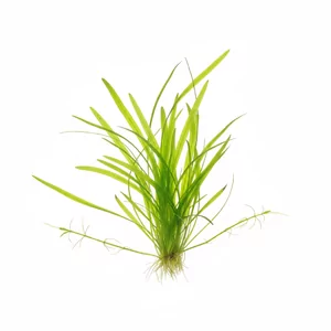 Sagittaria subulata - Sagittaria subulata, znana jako strza�ka skrzydlasta, to niska ro�lina akwariowa rozetowa, kt�ra dzi�ki licznym roz�ogom szybko tworzy g�sty, trawiasty dywan na przednim planie akwarium. To najdelikatniejsza z uprawianych strza�ek i jedna z naj�atwiejszych ro�lin trawnikowych, polecan...