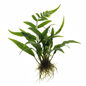 Microsorum pteropus - Microsorum pteropus (mikrozorium oskrzydlone), w handlu cz�sto zapisywane jako Microsorium pteropus i nazywane paproci� jawajsk�, to jedna z najbardziej odpornych i uniwersalnych ro�lin akwariowych. Ta ziemnowodna papro� z rodziny paprotkowatych ro�nie przytwierdzona do kamieni i k...
