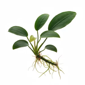 Anubias nana - Anubias barteri var. nana (Anubias Bartera niski), znany powszechnie jako Anubias nana, to kar�owata odmiana anubiasa Bartera i jedna z najbardziej niezawodnych ro�lin akwariowych. Ro�nie powoli, toleruje bardzo r�ne parametry wody, s�abe �wiat�o i s�siedztwo piel�gnic, dlatego od lat jes...