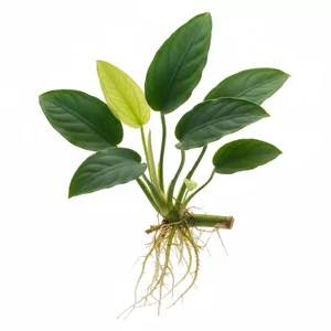 Anubias barteri - Anubias barteri (Anubias Bartera) to zachodnioafryka�ski gatunek bagiennej ro�liny z rodziny obrazkowatych, obejmuj�cy kilka odmian botanicznych o r�nej wielko�ci i kszta�cie li�ci. Wszystkie ��czy sk�rzasta, trwa�a blaszka li�ciowa, wolny wzrost i wyj�tkowa odporno��, dzi�ki kt�rym s� cenionymi ...