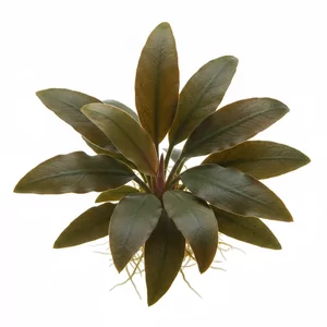 Cryptocoryne wendtii - Cryptocoryne wendtii, czyli kryptokoryna Wendta, to jedna z najpopularniejszych i najbardziej niezawodnych ro�lin akwariowych, ��cz�ca dekoracyjny wygl�d z wyj�tkow� tolerancj� na warunki uprawy. Pochodzi ze Sri Lanki i wyst�puje w wielu formach barwnych - od zielonych po g��boko ...