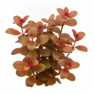Ludwigia repens - Ludwigia repens, czyli ludwigia p�o��ca, to szybko rosn�ca ro�lina �odygowa z Ameryki P�nocnej, od dziesi�cioleci obecna w akwariach ro�linnych. Jest �atwa w uprawie, tolerancyjna wobec parametr�w wody i efektowna dzi�ki li�ciom w oliwkowych i czerwonych odcieniach. Na tej stronie zebrali�m...