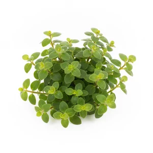 Staurogyne repens - Staurogyne repens to niska, g�sto rozkrzewiona ro�lina akwariowa z Ameryki Po�udniowej, kt�ra od kilkunastu lat nale�y do najpopularniejszych ro�lin na pierwszy plan akwarium. Tworzy zwarte, soczy�cie zielone k�pki przypominaj�ce miniaturowe krzewinki, a przy dobrym �wietle rozrasta si� p...
