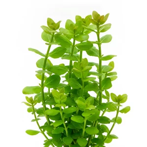 Bacopa caroliniana - Bacopa caroliniana, w polskiej nomenklaturze bakopa karoli�ska, to klasyczna ro�lina akwariowa o grubych, mi�sistych p�dach i jajowatych li�ciach, ceniona za odporno�� i elegancki, pionowy pokr�j. Pochodzi z bagnistych teren�w Ameryki P�nocnej i od dziesi�cioleci nale�y do najcz�ciej polecanych �od...