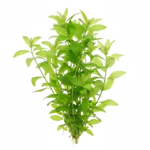 Hygrophila corymbosa - Hygrophila corymbosa, w polskiej nomenklaturze hygrofila b�otna, to jedna z najbardziej znanych i naj�atwiejszych w uprawie ro�lin akwariowych, pochodz�ca z Azji Po�udniowo-Wschodniej. Szybko rosn�ce, rozga��zione p�dy z du�ymi li��mi pozwalaj� w kr�tkim czasie wype�ni� zieleni� �rodek i...