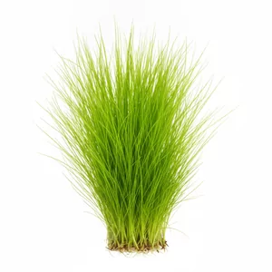 Eleocharis parvula - Eleocharis parvula, w polskiej nomenklaturze akwarystycznej sitowie drobne, to niska, trawiasta ro�lina akwariowa tworz�ca g�sty, jasnozielony trawnik na pierwszym planie akwarium. W handlu spotkasz j� tak�e pod nazwami Eleocharis parvulus, Eleocharis pusilla oraz jako form� mini. W...