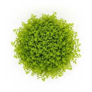 Hemianthus callitrichoides - Hemianthus callitrichoides \'Cuba\', w handlu nazywana r�wnie� Micranthemum callitrichoides \'Cuba\' lub w skr�cie HC Cuba, to jedna z najmniejszych ro�lin akwariowych na �wiecie. Tworzy niski, g�sty, jaskrawozielony dywan, kt�ry sta� si� symbolem nowoczesnego aquascapingu. W tej kategor...