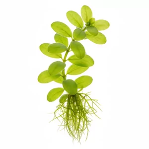 Salvinia natans - Salvinia natans, czyli salwinia p�ywaj�ca, to niewielka papro� p�ywaj�ca, kt�ra tworzy na powierzchni wody zgrabne �a�cuszki jasnozielonych, aksamitnych li�ci. Ta ro�lina akwariowa ro�nie szybko, zacienia wod�, pobiera nadmiar sk�adnik�w pokarmowych i ogranicza rozw�j glon�w. Doskonale sprawdza si� zar...
