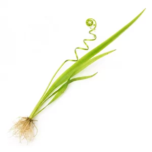 Vallisneria spiralis - Vallisneria spiralis, czyli nurzaniec spiralny, to klasyczna ro�lina akwariowa o d�ugich, ta�mowatych li�ciach, kt�re tworz� w tle akwarium g�st�, faluj�c� zas�on�. Jest niewymagaj�ca, dobrze ro�nie w twardej wodzie bez nawo�enia CO2 i szybko si� rozrasta, dlatego od lat poleca si� j� po...
