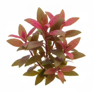 Alternanthera reineckii - Alternanthera reineckii, czyli alternantera Reineka, to jedna z najbardziej znanych czerwonych ro�lin akwariowych, ceniona za r�owe, purpurowe i bordowe wybarwienie li�ci. Ta �odygowa ro�lina akwariowa z Ameryki Po�udniowej wyst�puje w wielu formach i kultywarach - od niskiej \'...
