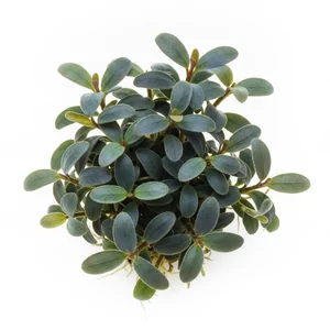 Bucephalandra pygmaea - Bucephalandra pygmaea \'Bukit Kelam\' to jedna z najpopularniejszych bucefalandr w akwarystyce - �atwa i odporna ro�lina k��czowa z Borneo o falistych, zielonych li�ciach pokrytych drobnymi, jasnymi kropkami. Nie ma polskiej nazwy zwyczajowej, a w handlu spotyka si� j� tak�e jako...
