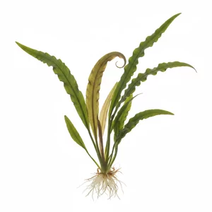 Cryptocoryne balansae - Cryptocoryne balansae to handlowa nazwa jednej z najbardziej okaza�ych kryptokoryn do t�a akwarium - botanicznie jest to Cryptocoryne crispatula var. balansae, w polskiej nomenklaturze kryptokoryna Balansa. D�ugie, ta�mowate li�cie o m�otkowanej powierzchni faluj� w nurcie wo...