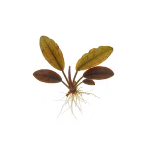Cryptocoryne beckettii - Cryptocoryne beckettii, czyli kryptokoryna Becketa, to jedna z najd�u�ej uprawianych i najbardziej niezawodnych kryptokoryn, obecna w akwarystyce od kilkudziesi�ciu lat. W sklepach wyst�puje g��wnie jako Cryptocoryne beckettii \'Petchii\', dawniej opisywana jako osobny gatunek Crypto...