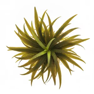 Cryptocoryne spiralis - Cryptocoryne spiralis, czyli kryptokoryna spiralna, to okaza�a ro�lina akwariowa z rodziny obrazkowatych (Araceae), tworz�ca g�ste k�py w�skich, ta�mowatych li�ci. Nazwa gatunkowa nawi�zuje do spiralnie skr�conej blaszki pochwy kwiatostanu. Na tej stronie zebrali�my wszystkie formy...