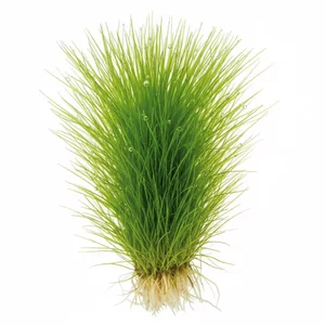 Eleocharis acicularis - Eleocharis acicularis, czyli sitowie ig�owate, to klasyczna ro�lina akwariowa do tworzenia zielonego trawnika na pierwszym planie. W polskiej florze gatunek ten znany jest jako ponik�o ig�owate i ro�nie dziko tak�e na brzegach naszych staw�w i rzek. Delikatne, igie�kowate �d�b�a...