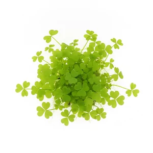 Hydrocotyle tripartita - Hydrocotyle tripartita to drobnolistna ro�lina akwariowa z rodziny araliowatych, kt�rej g��boko wcinane listki przypominaj� miniaturow� koniczyn�. Szybko p�o�y si� po pod�o�u, wspina po kamieniach i korzeniach, tworz�c g�ste, jasnozielone poduchy. Na tej stronie zebrali�my wszystkie fo...