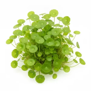 Hydrocotyle verticillata - Hydrocotyle verticillata, czyli w�krotka ok�kowa, w starszym polskim nazewnictwie hydrokotyle ok�kowe, to p�o��ca ro�lina akwariowa o tarczowatych li�ciach przypominaj�cych miniaturowe parasolki. Jej pe�zaj�ce p�dy rozrastaj� si� tu� przy dnie, tworz�c nisk� i oryginaln� okryw� na p...