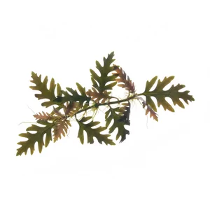 Hygrophila pinnatifida - Hygrophila pinnatifida to jedna z najbardziej nietypowych higrofil w akwarystyce - zamiast prostych, lancetowatych li�ci wytwarza g��boko wcinane blaszki w odcieniach br�zu i oliwkowej zieleni, z bordowym spodem. Ta ro�lina akwariowa z Indii ro�nie zar�wno w pod�o�u, jak i na kor...