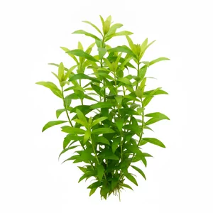 Hygrophila siamensis - Hygrophila siamensis, znana w Polsce jako nadw�dka szerokolistna, to szybko rosn�ca ro�lina �odygowa z Azji Po�udniowo-Wschodniej, od lat ceniona jako jedna z naj�atwiejszych ro�lin akwariowych na �rodek i ty� zbiornika. Botanicznie jest to forma gatunku Hygrophila corymbosa, w p...