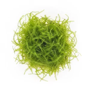 Leptodictyum riparium - Leptodictyum riparium, znany w handlu jako Stringy moss, a w naszej ofercie tak�e pod nazw� Peacock moss, to jeden z naj�atwiejszych mch�w akwariowych, tworz�cy smuk�e, wzniesione p�dy o soczystej zieleni. Szybko porasta korzenie i kamienie, daje schronienie krewetkom i narybkowi,...