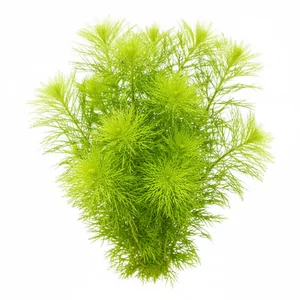 Limnophila aquatica - Limnophila aquatica, czyli limnofila wodna, nazywana potocznie lisim ogonem, to najwi�ksza z limnofil uprawianych w akwarium. Tworzy wysokie, g�ste p�dy z okaza�ymi ok�kami pierzastych li�ci, kt�re pod wod� przypominaj� puszyste kule o �rednicy do 12 cm. To ro�lina akwariowa dla os�b, kt�re chc...