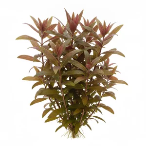 Limnophila aromatica - Limnophila aromatica, znana w Polsce jako limnofila aromatyczna, to �odygowa ro�lina akwariowa pochodz�ca z Azji Po�udniowo-Wschodniej, ceniona za lancetowate, pi�kowane li�cie, kt�re w silnym �wietle przebarwiaj� si� na miedziane, r�owe i fioletowe odcienie. Nazwa gatunkowa nawi�zuj...