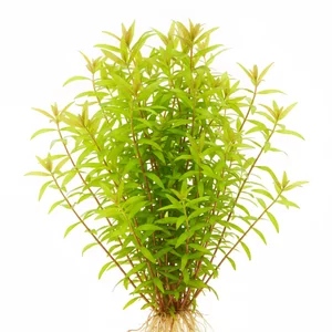 Ludwigia brevipes - Ludwigia brevipes, w polskiej nomenklaturze ludwigia bezogonkowa, to delikatna, w�skolistna ro�lina �odygowa pochodz�ca z bagien atlantyckiego wybrze�a Stan�w Zjednoczonych. Pod mocnym �wiat�em jej li�cie przebarwiaj� si� na czerwonawo i pomara�czowobr�zowo, tworz�c efektowne, g�ste k�py. Na...