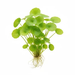 Nymphoides hydrophylla - Nymphoides hydrophylla \'Taiwan\', znana w handlu tak�e jako Nymphoides sp. \'Taiwan\' lub \'Flipper\', to szybko rosn�ca ro�lina akwariowa z rodzaju grzybie�czyk (Nymphoides), ceniona za jasnozielone, nerkowate li�cie o lekko przejrzystej blaszce. W przeciwie�stwie do wi�kszo�ci krewnych...