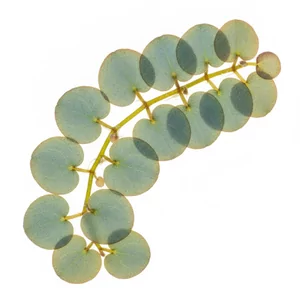 Phyllanthus fluitans - Phyllanthus fluitans, czyli filantus p�ywaj�cy, to niewielka ro�lina akwariowa unosz�ca si� swobodnie na powierzchni wody, ceniona za okr�g�e listki i czerwonawe korzenie. Pod mocnym �wiat�em jej li�cie przybieraj� rdzawe i czerwonobr�zowe odcienie, dzi�ki czemu tafla akwarium zys...