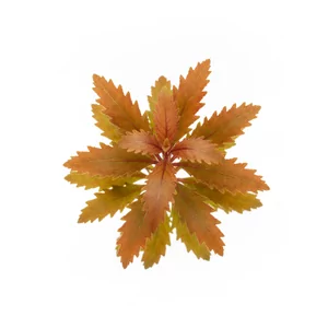 Proserpinaca palustris - Proserpinaca palustris, czyli pe�zacz bagienny, to �odygowa ro�lina akwariowa o wyra�nej r�nolistno�ci - pod wod� wytwarza zupe�nie inne li�cie ni� nad wod�. W dobrym �wietle jej w�skie, z�bkowane li�cie przybieraj� miedziane i pomara�czowe odcienie, stanowi�c efektowny kontrast ...