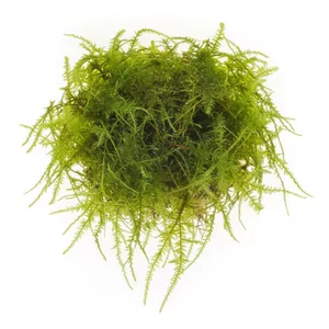 Vesicularia ferriei - Vesicularia ferriei, w handlu znany jako Weeping moss lub mech p�acz�cy, to mech akwariowy o wyra�nie zwisaj�cym pokroju, przypominaj�cym ga��zie p�acz�cej wierzby. G�sto rozga��zione p�dy opadaj� ku do�owi, dzi�ki czemu mech doskonale nadaje g��bi korzeniom i konarom w akwarium. To niewym...