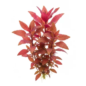 Alternanthera splendida - Alternanthera splendida to handlowa nazwa jednej z najwi�kszych i najintensywniej wybarwionych form Alternanthera reineckii, cenionej za wi�niowo-czerwone li�cie z purpurowym spodem. W polskim nazewnictwie bywa okre�lana jako alternantera Reineka forma bordowa. To ro�lina akw...