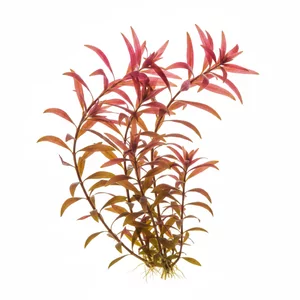 Ammania gracilis - Ammannia gracilis, w handlu cz�sto zapisywana jako Ammania gracilis, a po polsku nazywana amani� wysmuk��, to okaza�a ro�lina �odygowa z Afryki Zachodniej. Ceniona jest za d�ugie, koniakowobr�zowe do czerwonych li�cie z fioletowym spodem, kt�re pod wod� tworz� jeden z najbardziej efekt...