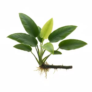 Anubias gracilis - Anubias gracilis, w polskiej nomenklaturze anubias wysmuk�y, to jeden z najbardziej eleganckich przedstawicieli rodzaju Anubias - rozpoznasz go po tr�jk�tnych, oszczepowatych li�ciach osadzonych na d�ugich, smuk�ych ogonkach. Ta zachodnioafryka�ska ro�lina akwariowa ro�nie bardzo wolno,...